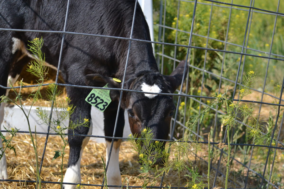 A baby cow outside the Dairy Cattle Teaching and Research building on St. Paul campus, June 20, 2023.
