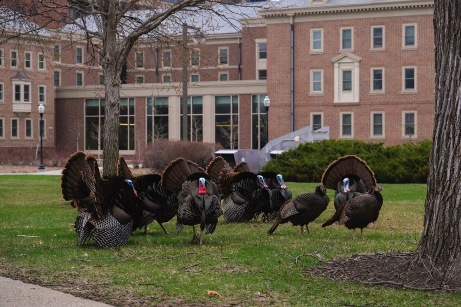 7:47 a.m. A flock of turkeys huddle in front of Pioneer Hall. 